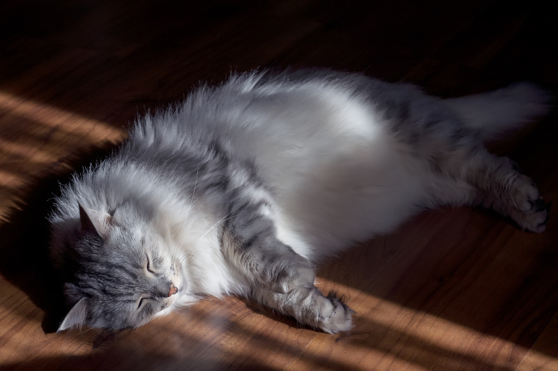 A Cat Lying on the Floor 