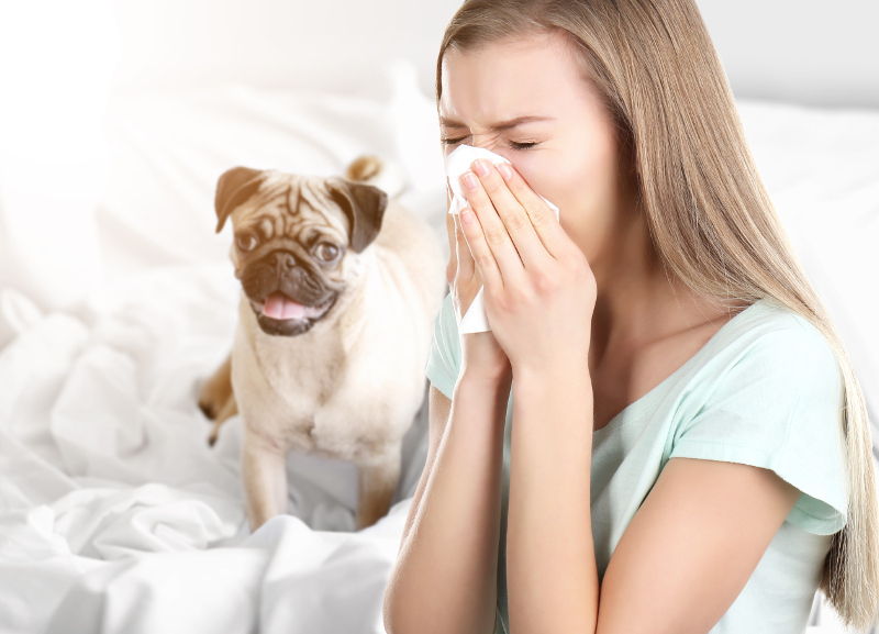 Pet Allergens 