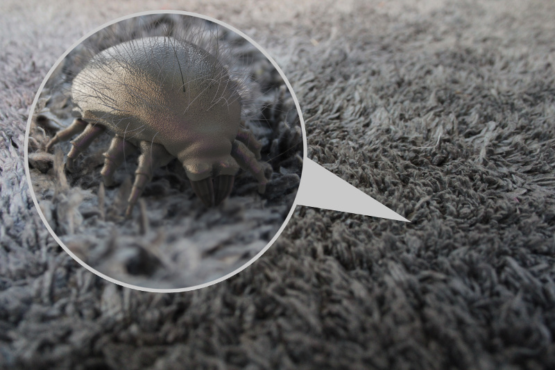 Dust Mites in Carpet 