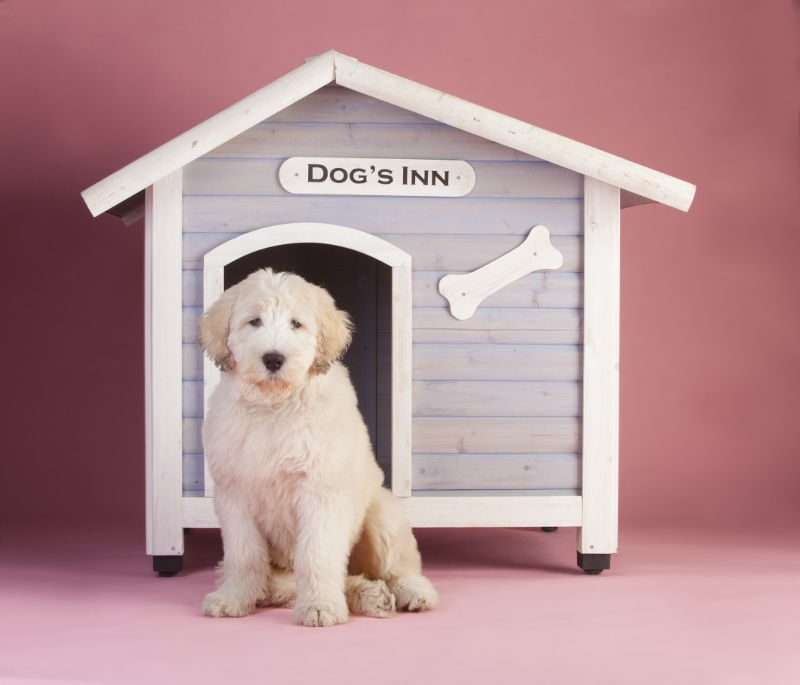 Dog in Doghouse